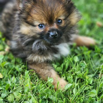 chiot Spitz allemand charbonne A Élevage du Royaume des P'tits Loups chiot Spitz allemand charbonne A Élevage du Royaume des P'tits Loups