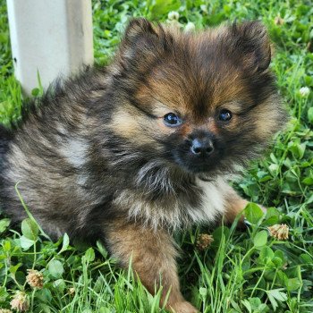 chiot Spitz allemand charbonne A Élevage du Royaume des P'tits Loups chiot Spitz allemand charbonne A Élevage du Royaume des P'tits Loups