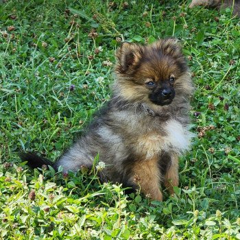 chiot Spitz allemand charbonne A Élevage du Royaume des P'tits Loups