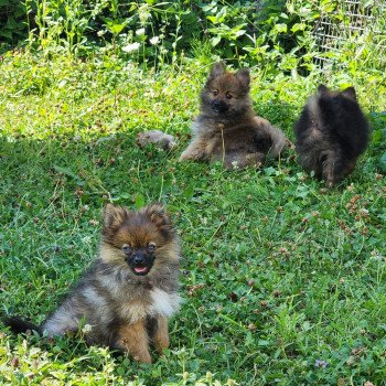 chiot Spitz allemand charbonne A Élevage du Royaume des P'tits Loups