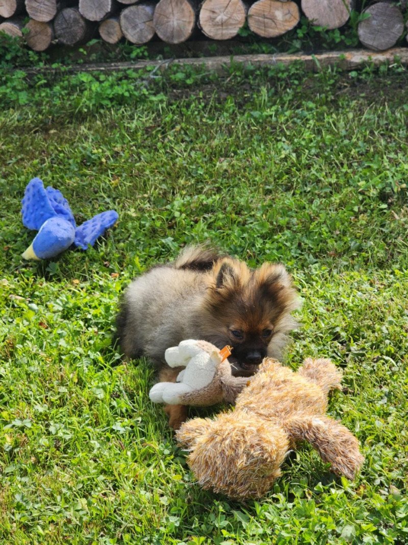 A Mâle Spitz allemand