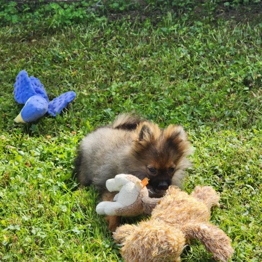 A Mâle Spitz allemand