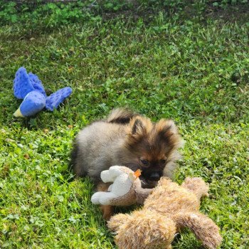 chiot Spitz allemand charbonne A Élevage du Royaume des P'tits Loups