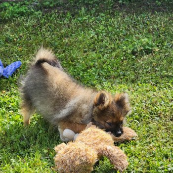 chiot Spitz allemand charbonne A Élevage du Royaume des P'tits Loups