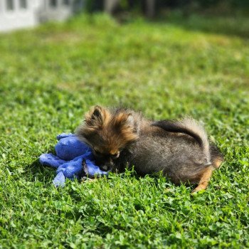 chiot Spitz allemand charbonne A Élevage du Royaume des P'tits Loups