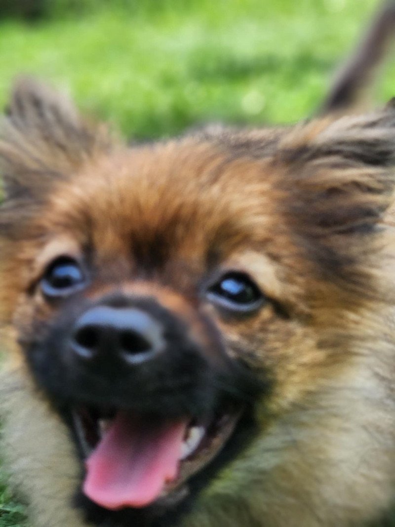 A Mâle Spitz allemand