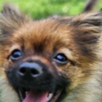chiot Spitz allemand charbonne A Élevage du Royaume des P'tits Loups