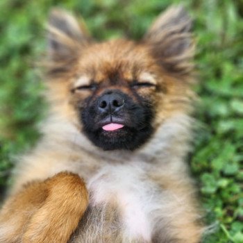 chiot Spitz allemand charbonne A Élevage du Royaume des P'tits Loups