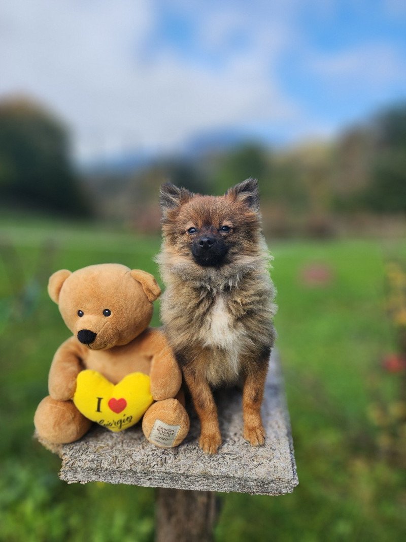 A Mâle Spitz allemand