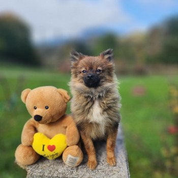 chiot Spitz allemand charbonne A Élevage du Royaume des P'tits Loups