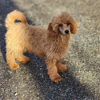 chiot Caniche fauve rouge Athos Élevage du Royaume des P'tits Loups