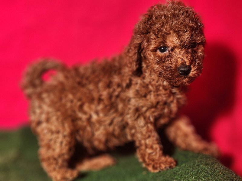 2e chiot (Portée Voice Ancoride ❤ Vick 2025) - Mâle fauve rouge Mâle Caniche