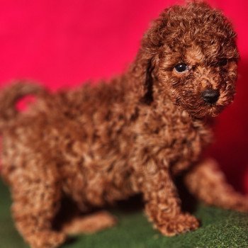 chiot Caniche fauve rouge Élevage du Royaume des P'tits Loups