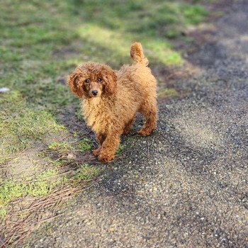 chiot Caniche fauve rouge Appy Élevage du Royaume des P'tits Loups