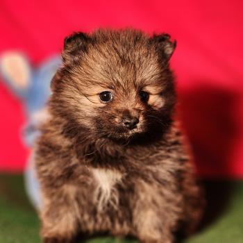 chiot Spitz allemand Élevage du Royaume des P'tits Loups