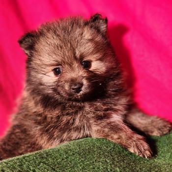 chiot Spitz allemand Élevage du Royaume des P'tits Loups