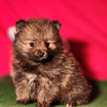 chiot Spitz allemand Élevage du Royaume des P'tits Loups