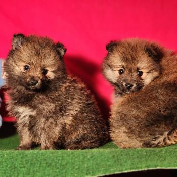 chiot Spitz allemand Élevage du Royaume des P'tits Loups