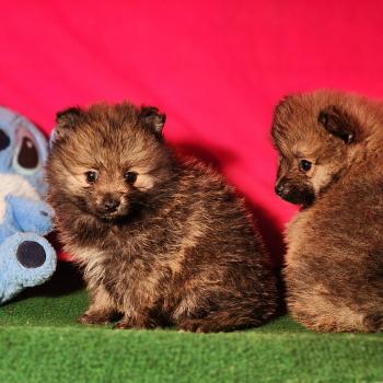 chiot Spitz allemand Élevage du Royaume des P'tits Loups