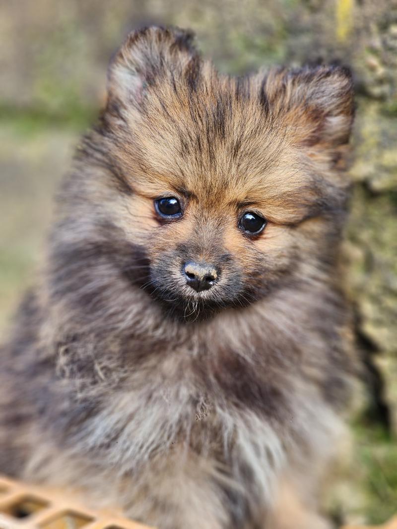A Mâle Spitz allemand