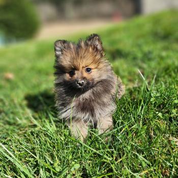 chiot Spitz allemand A Élevage du Royaume des P'tits Loups