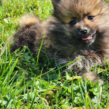 chiot Spitz allemand A Élevage du Royaume des P'tits Loups