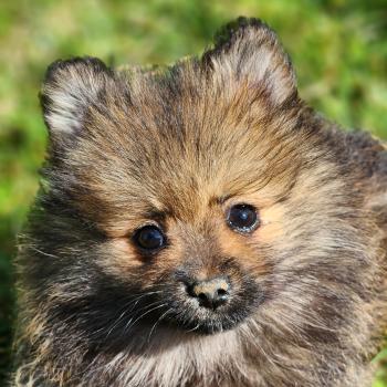 chiot Spitz allemand A Élevage du Royaume des P'tits Loups