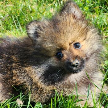 chiot Spitz allemand A Élevage du Royaume des P'tits Loups