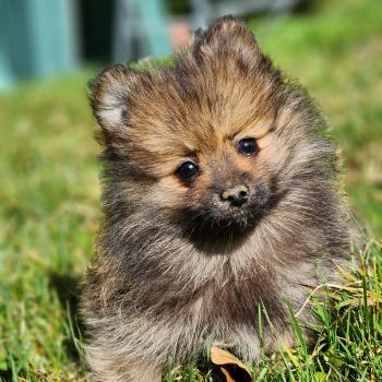 chiot Spitz allemand A Élevage du Royaume des P'tits Loups