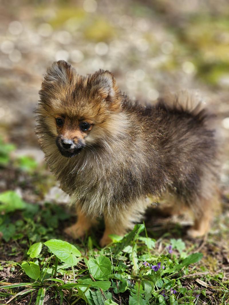 A Mâle Spitz allemand