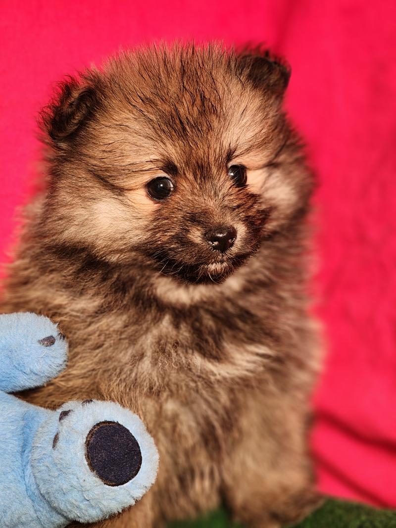 2e chiot (Portée Tarka (ancoride) ❤ Tootsy (ancoride)) - Femelle  Femelle Spitz allemand