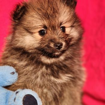 chiot Spitz allemand Élevage du Royaume des P'tits Loups