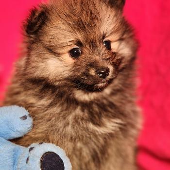 chiot Spitz allemand Élevage du Royaume des P'tits Loups