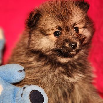 chiot Spitz allemand Élevage du Royaume des P'tits Loups