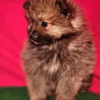 chiot Spitz allemand Élevage du Royaume des P'tits Loups