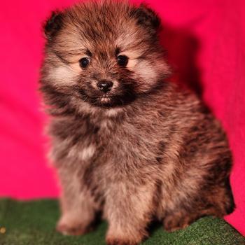 chiot Spitz allemand Élevage du Royaume des P'tits Loups