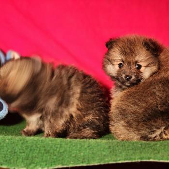 chiot Spitz allemand Élevage du Royaume des P'tits Loups