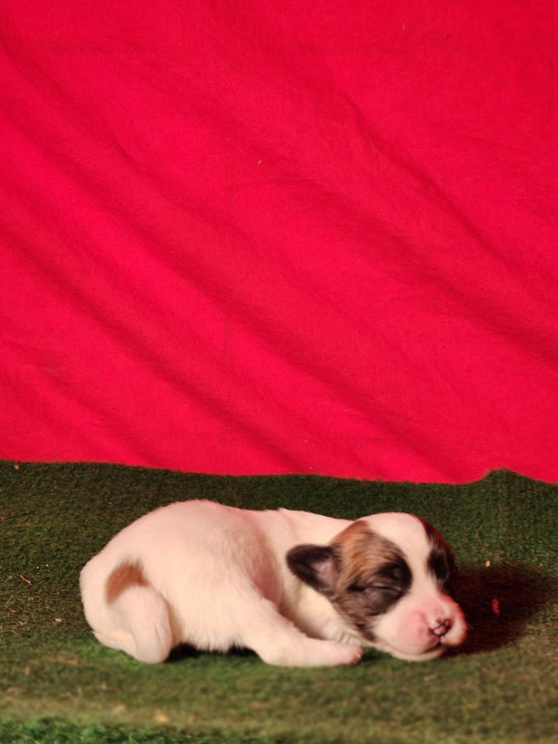 B Mâle Coton de tulear