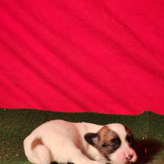 B Mâle Coton de tulear