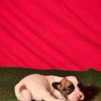 chiot Coton de tulear Élevage du Royaume des P'tits Loups