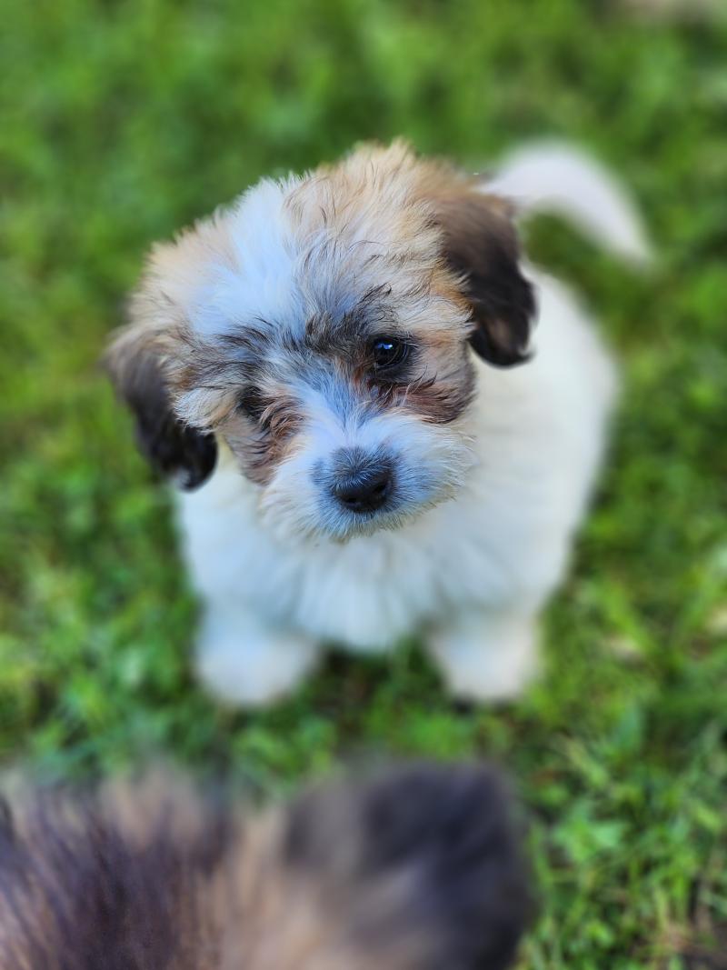 B Mâle Coton de tulear