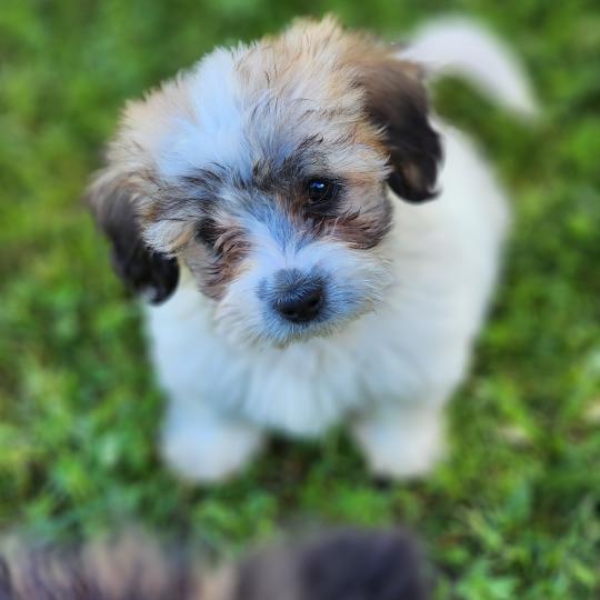 B Mâle Coton de tulear