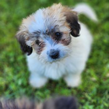 chiot Coton de tulear B Élevage du Royaume des P'tits Loups