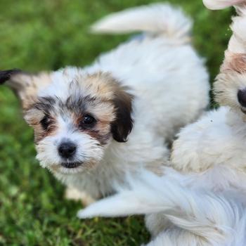 chiot Coton de tulear B Élevage du Royaume des P'tits Loups