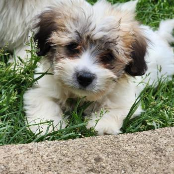 chiot Coton de tulear B Élevage du Royaume des P'tits Loups