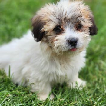 chiot Coton de tulear B Élevage du Royaume des P'tits Loups