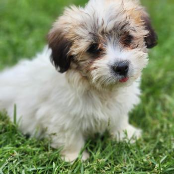 chiot Coton de tulear B Élevage du Royaume des P'tits Loups