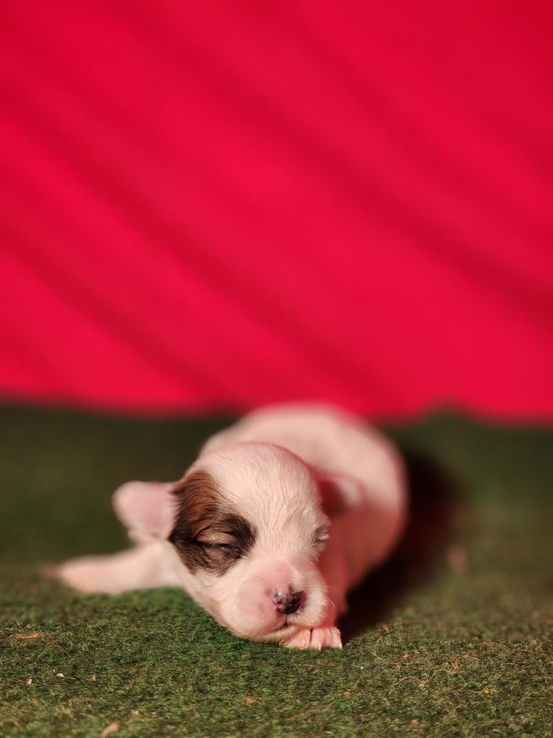 B Mâle Coton de tulear