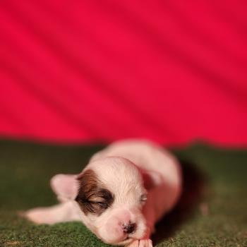 chiot Coton de tulear Élevage du Royaume des P'tits Loups