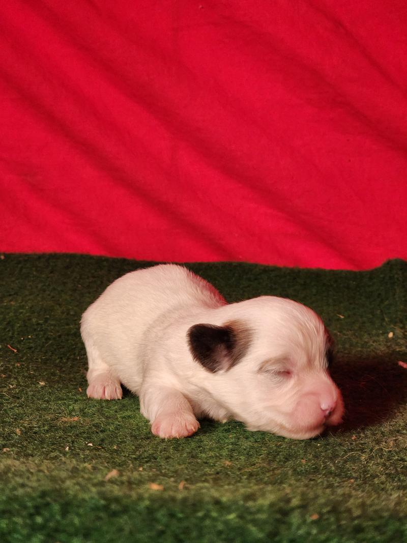 B Mâle Coton de tulear